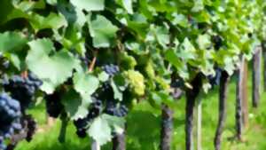 photo Soirées Vigneronnes au Domaine de Lasfargues