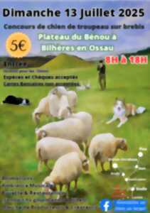 photo Concours amateur de chiens de troupeaux sur brebis