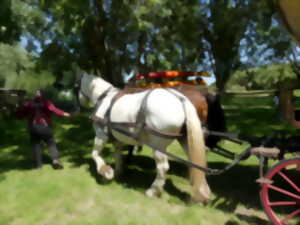 photo Fête du cheval de trait