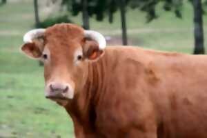 Comice agricole de Meyssac