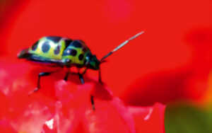 photo Exposition: L'atlas de la biodiversité communale