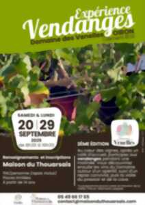 photo #2 Expérience vendanges