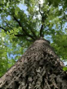 photo Sortie nature  Arbres et humains : vivants et reliés