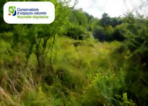 photo Chantier de restauration d'une pelouse sèche à orchidées