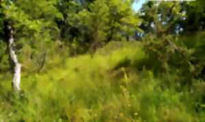 photo Chantier de restauration d'une pelouse sèche à orchidées