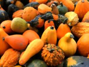 photo FÊTE DE LA COURGE