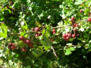 photo Couleurs d'automne dans le bocage