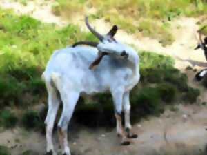photo Animations du mois à la Ferme d'Argentin