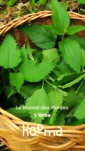 Le monde des plantes - L'ortie