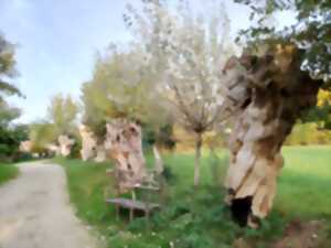 photo Formation taille et création de trognes à Boursay