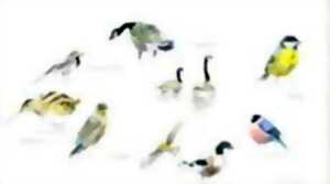 photo Initiation à l'aquarelle naturaliste