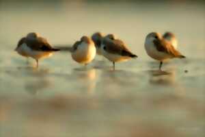 Balade nature : 
