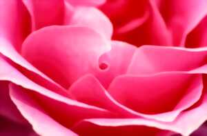 photo Saint-Pierre en rose