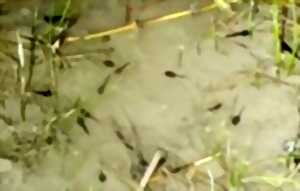 photo Sortie nature à la Réserve de Tercis