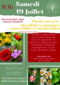 photo à la découverte des plantes sauvages comestibles et médicinales