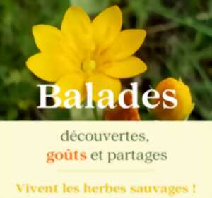 photo Sortie salades sauvages