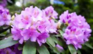 photo Marche nordique au coeur des rhododendrons