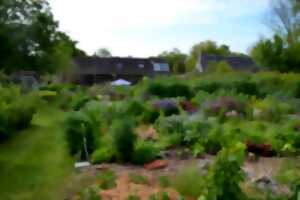 photo Multiplier vos herbes aromatiques