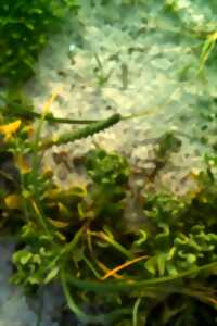 ATELIER : NATURE ET GENIE
