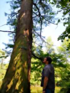 photo Sophr'arbre au parc Fenain