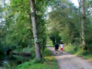 photo Sortie nature : le sonneur à ventre jaune, lutin de l'Illwald