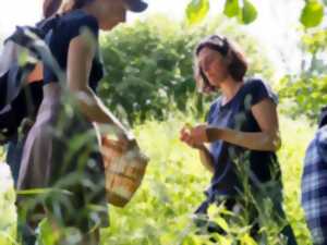photo Sortie découverte des plantes sauvages
