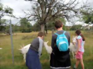 photo Atelier : les animaux de la ferme