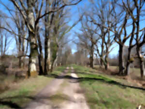 photo Le secret des arbres