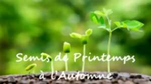 photo SEMIS SOLANACÉES