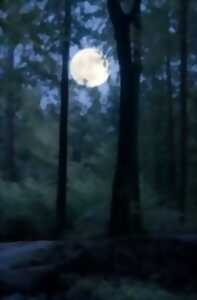 photo Sortie nocturne en forêt
