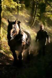 photo Sortie nature - Un cheval au travail en forêt, pour quoi faire ?