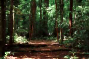 Journée internationale des Forêts