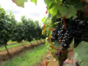 photo Trésor Gourmand : Rencontre dans les vignes avec un vigneron