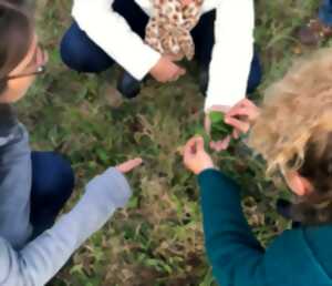 photo Découverte ds plantes sauvages comestibles