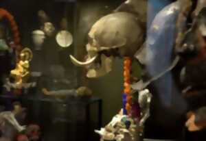 photo Semaine du Cerveau :  Révélations sur l’évolution du cerveau humain