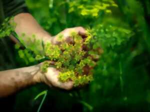 photo Sortie - Cueillette sauvage