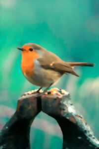 photo Sortie ornithologique : 