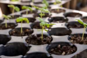 Tisanes et semis : échanges sur le jardin