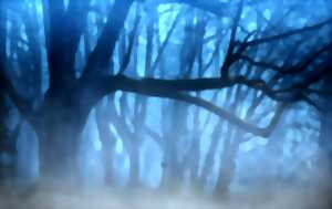 Les RDV de la chevêche : balade nocturne à l'écoute de la forêt