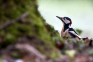 photo Sortie ornithologique : 