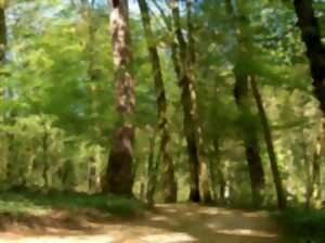 Fête des forêts