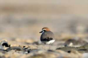 photo Espèces discrètes et monde secret, photographies par André Gloux
