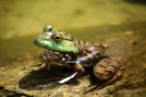 photo Conférence Zones humides et amphibiens