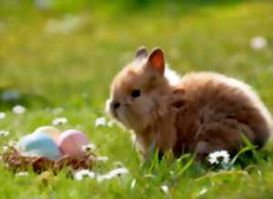 photo Chasse aux oeufs