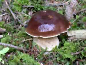 photo Sortie connaitre et reconnaitre les champignons