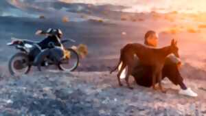 photo CINÉCO : BLACK DOG