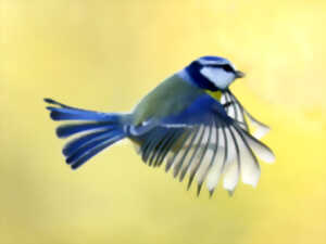 Balade ornithologique