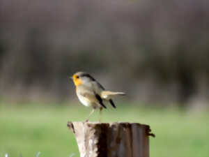 photo Atelier Musique des oiseaux