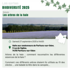 photo Les arbres de la haie