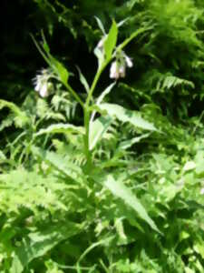 photo Plantes comestibles et médicinales à Hambye